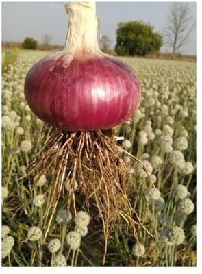 KANAYA Red Onion Hybrid Vegetable Seed(70 per packet)