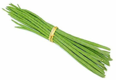 CYBEXIS XLL-18 - Moringa Oleifera Drumstick - (150 Seeds) Seed(150 per packet)
