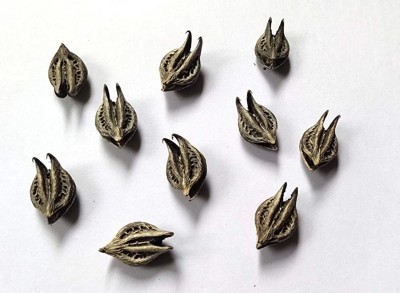 CHILLATAI Bat Head Roots Seeds / Devil Pods Seed(20 per packet)