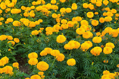 SOWCAN marigold/gende ka phool flower seeds Seed(75 per packet)