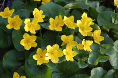 VibeX TLX-41 - Marsh Marigold Flower - (750 Seeds) Seed(750 per packet)