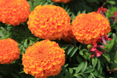classic green earth marigold/gende ka phool flower seeds Seed(75 per packet)