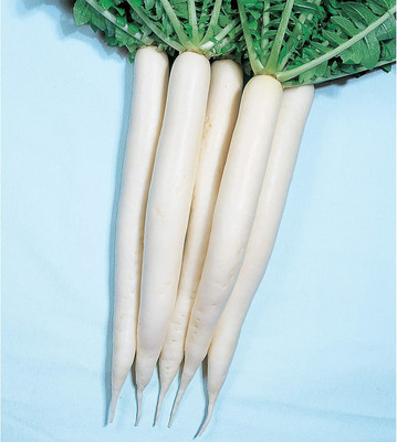 VINTI Radish Seeds - Mino Early Seed(800 per packet)