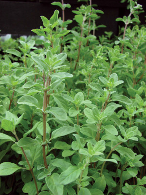Mozette Marjoram Seed(37 per packet)