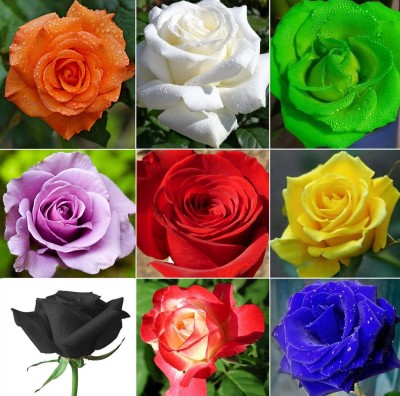 CYBEXIS XL-29 - Mixed Multicolored Rose Flower - (300 Seeds) Seed(300 per packet)