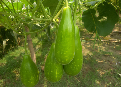Khushi Prova Hybrid Large Bottle Gourd Seed(30 per packet)