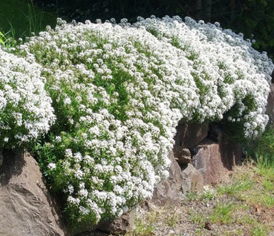 Aywal Candytuft Flower Seed - Dwarf Mix Flower Seed(40 per packet)
