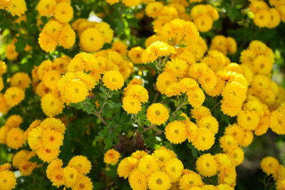GROOT marigold/gende ka phool flower seeds Seed(25 per packet)