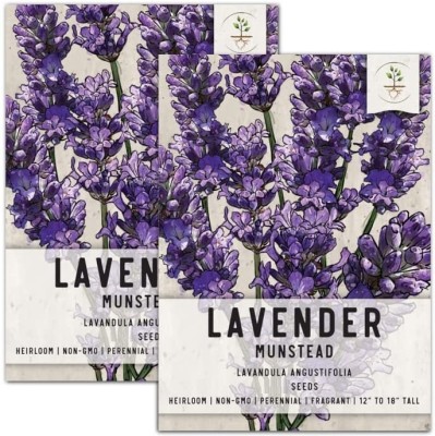 Qualtivate HUA-313 English Lavender Vera Seed(500 per packet)