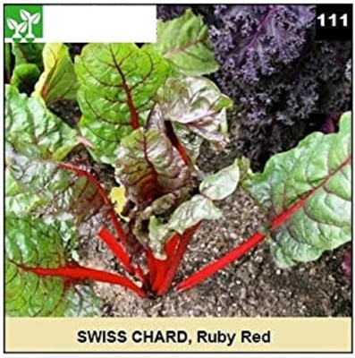 CYBEXIS RUBY RED SWISS CHARD-250 Seeds Seed(250 per packet)