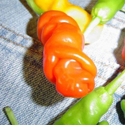 CYBEXIS High Yield Red Chilli Pepper Seeds-300 Seeds Seed(300 per packet)
