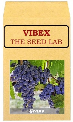 CYBEXIS Heirloom Grapes Hybrid Seeds400 Seeds Seed(400 per packet)