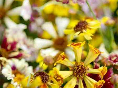 Mozette Exotic coreopsis Seed(16 per packet)