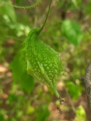 KANAYA Vegetable seed -Bitter Gourd - Karela Seeds F1 Hybrid Seed(12 per packet)