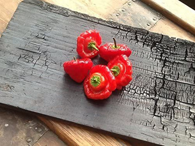 CYBEXIS Rare Jamaican Mushroom Red Hot Chili Seeds2000 Seeds Seed(2000 per packet)