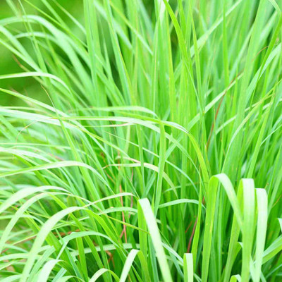 XYGEN Lemon grass/लेमन ग्रास (Cymbopogon citratus) Seed(150 per packet)