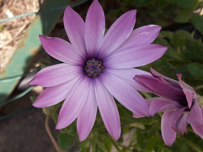 FEVESTA Dimorphotheca Flower Plant Seed(100 per packet)