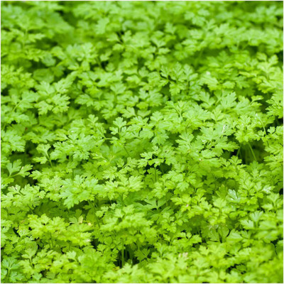 VibeX NBIR-93 - Winter Chervil herb/ French Parsley - (750 Seeds) Seed(750 per packet)
