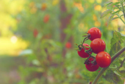 ALPINE HYBRIDE SEEDS tomato Seed(60 per packet)