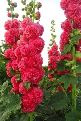 Lorvox Exotic holly hock Seed(100 per packet)