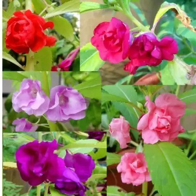 Aro Balsam Seed(33 per packet)