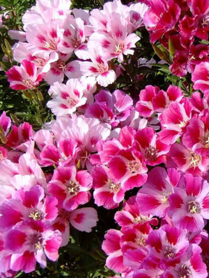 XOLDA Godetia azaleaflora mix Seed(55 per packet)