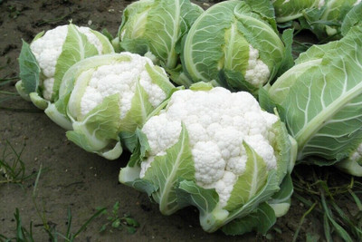 Quentova Snowball Cauliflower Seeds-2N-RXI Seed(250 per packet)