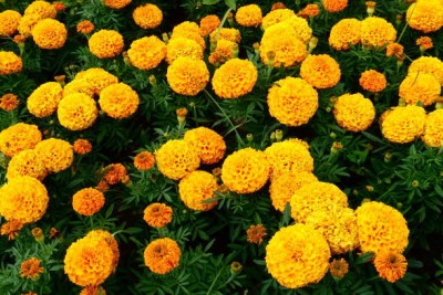 SeeGreen farm marigold,gende ka phool seeds Seed(22 per packet)