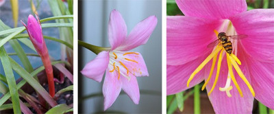 Haritadhara Zephyranthes Pink Rain Lily Flower Bulb (Pack of 02 Bulbs) Seed(1 per packet)