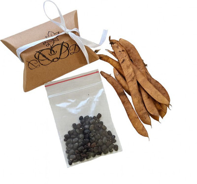 discopumpkin Aprajita Seed(10 g)