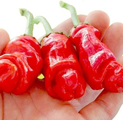 KNESSiN Peter Pepper Chilli Seed(200 per packet)