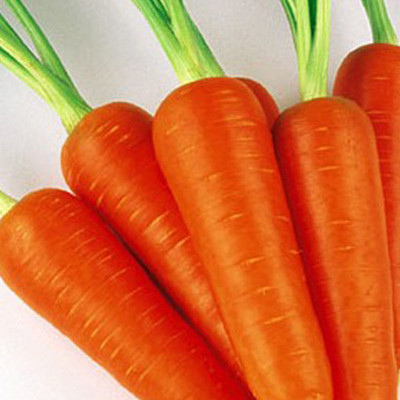 KNESSiN Carrot Five-Star Baby Seed(300 per packet)