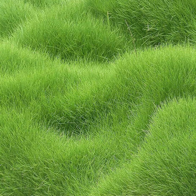 SREE Mexican grass seeds, Mexican lawn grass seeds for garden Seed(10000 per packet)