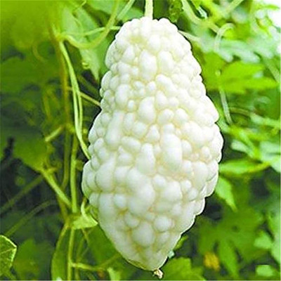 VibeX ® VMR-25 Bitter Gourd White Pearl Balsam Pear Melon Seed(50 per packet)
