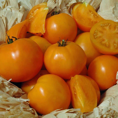VRAKSHA Tomato Chef's Choice Orange Seed(200 per packet)