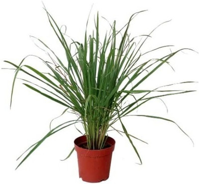 MAA Lemon Grass Seed(40 per packet)