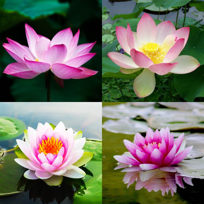 ibains Japanese lotus flower seed biij 5 Seed(5 per packet)