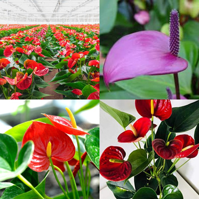 ibains Anthurium seeds hybrid multicolor 38 Seed(38 per packet)