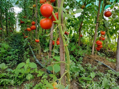 Hybrid Galaxy tomato Seed(30 per packet)