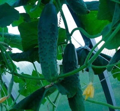 Qualtivate XXX-9A Indoor Cucumber Self-Pollinated April F8 Seed(300 per packet)