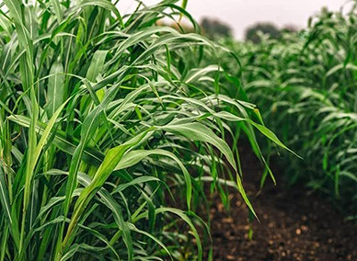 STOKIYA Hybrid Sorghum Sudan Grass Seeds jowar seed Grass Pack of 250 gram Seed Seed(250 g)