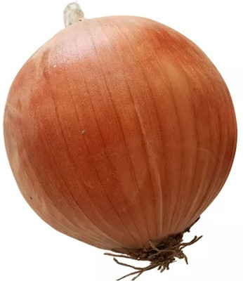 Quentova Onion Orange Onion-NTL-11O Seed(200 per packet)