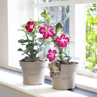Qualtivate KGF -92 Desert Rose Mixed Colours Seed(30 per packet)