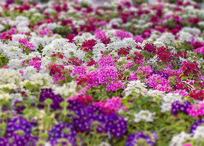 BDSresolve Verbena bampton seeds pack of 34 Seed(34 per packet)