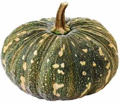 CYBEXIS GBPUT-61 - Hybrid Vegetable Pumpkin - (900 Seeds) Seed(900 per packet)