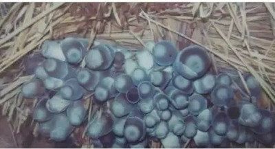 Aro Mushroom Seed(160 per packet)