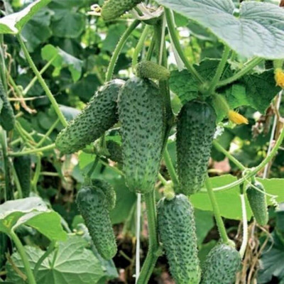 Qualtivate HUA-5A Cucumber Bush Type Pickling Heirloom Seed(300 per packet)