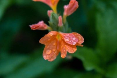 KRITHARTH kanakambaram-firecracker-crossandra Seed(20 per packet)