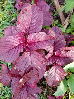 Hmr Red Amaranth Seed(500 per packet)
