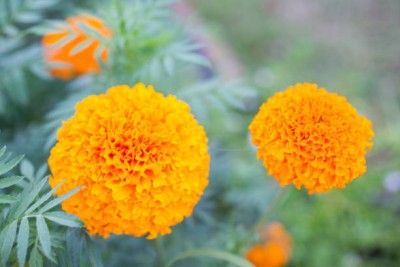 ujjaiseeds marigold,gende ka phool seeds Seed(21 per packet)